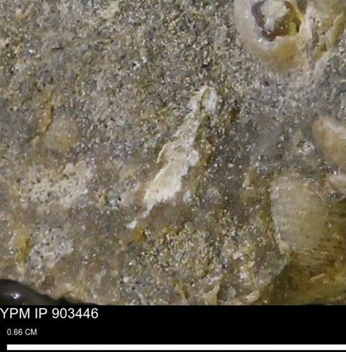 undet. Mollusca