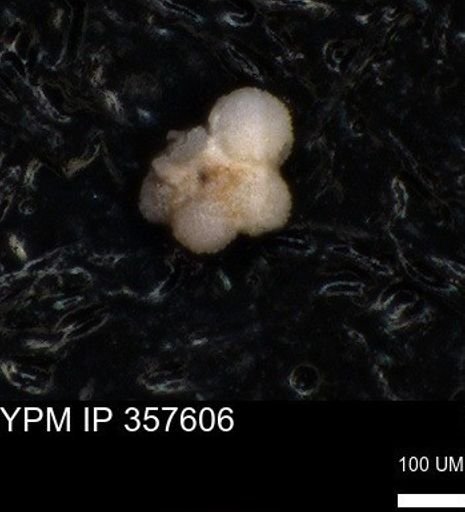 undet. Rugoglobigerinidae