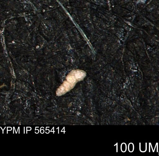 Verneuilinoides kansasensis