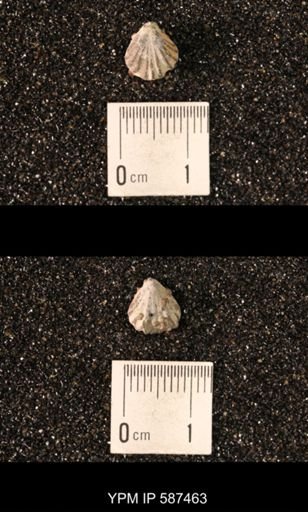 Camarotoechia whitei