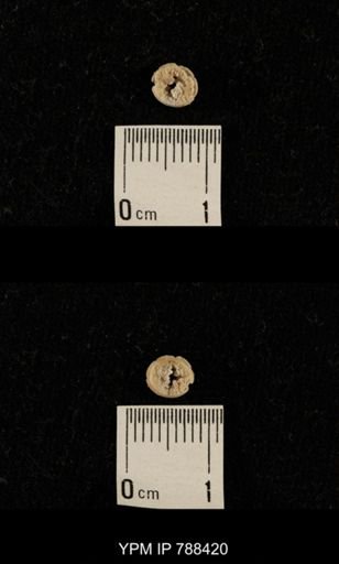 taxon undetermined