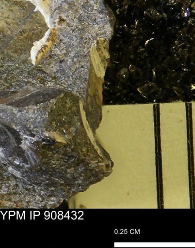 undet. Bivalvia