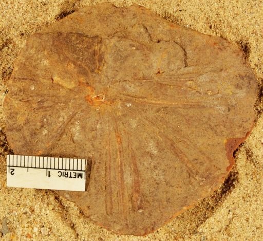 Annularia