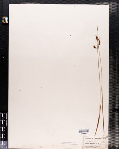Carex limosa