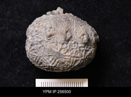 Dolatocrinus asterias