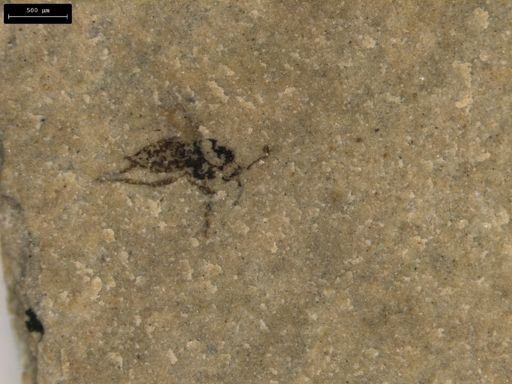 taxon undetermined