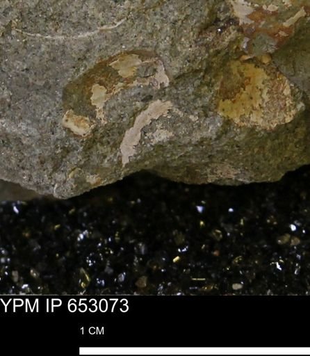 undet. Mollusca