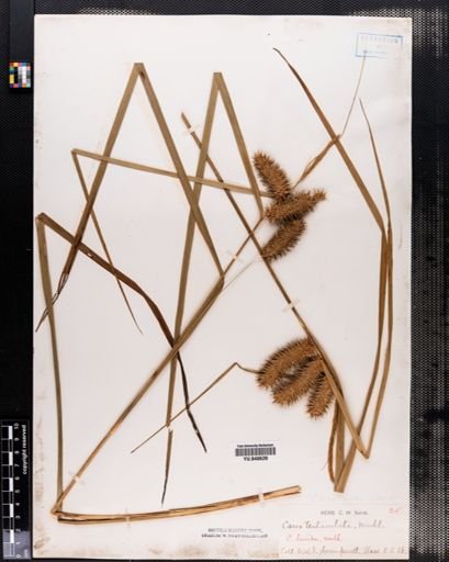 Carex lurida