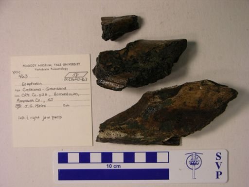 Edaphodon sp.