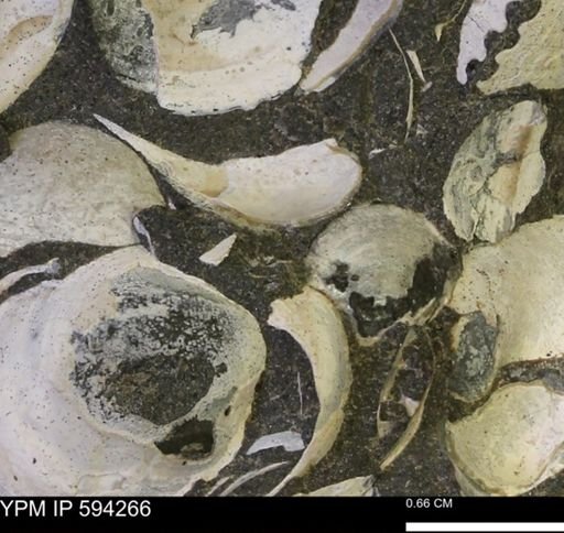 Protocardia sp.