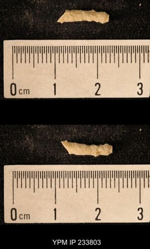 Archaeocidaris sp.