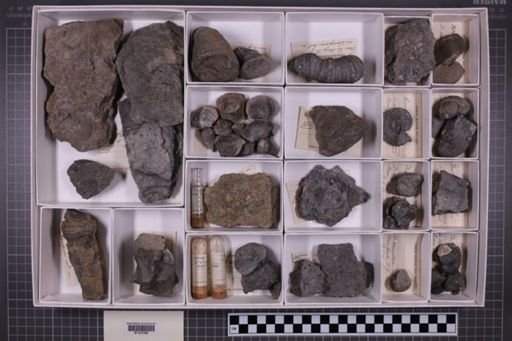 mixed taxa, stratigraphic collection