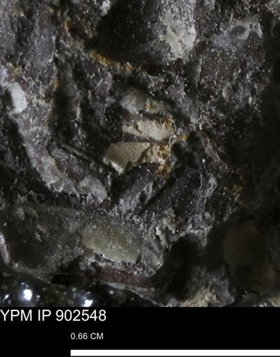 undet. Bivalvia