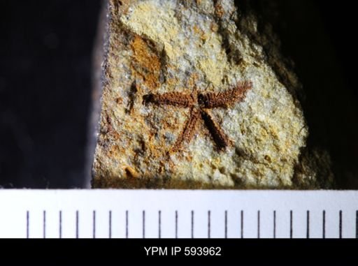 undet. Asteroidea