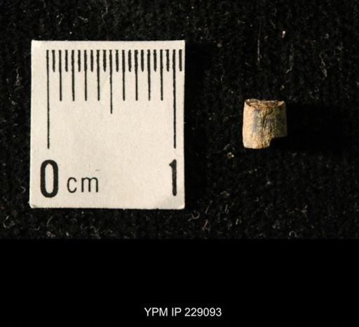 Pseudorthoceras knoxense