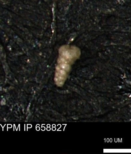 Verneuilinoides kansasensis