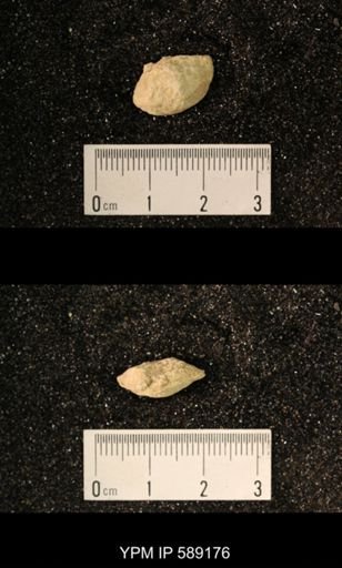 Sowerbyella sp.