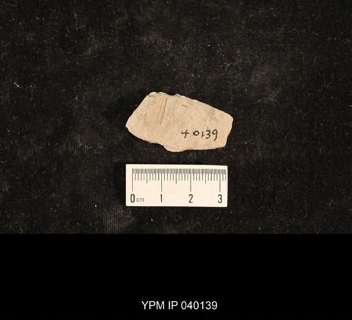Kennedyidae