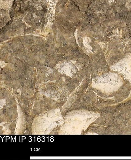 undet. Mollusca