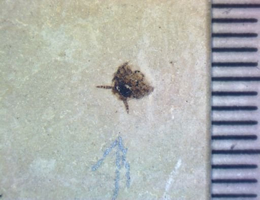 undet. Hexapoda