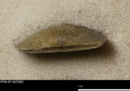 Stropheodonta sp.