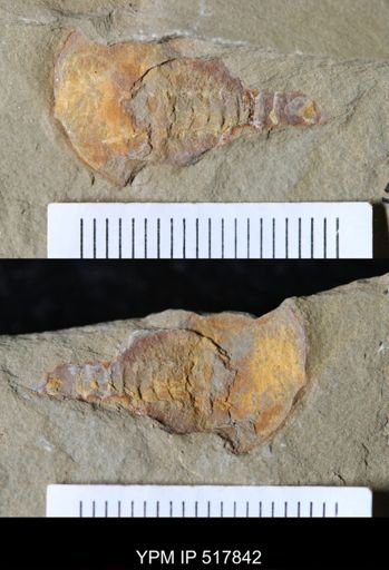 undet. Xiphosurida