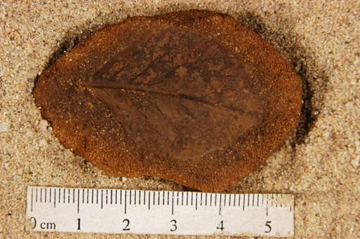 Populus kansaseana
