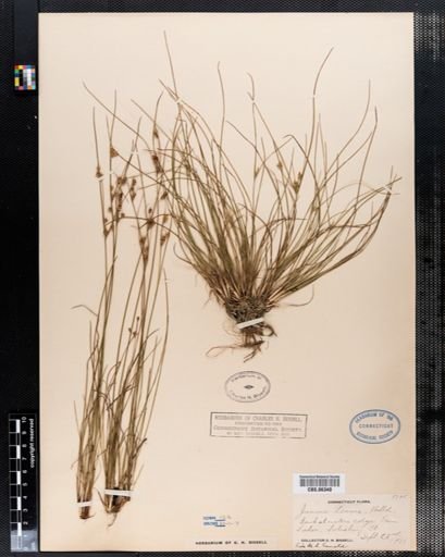 Juncus tenuis