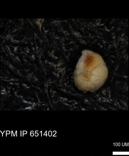 undet. Foraminiferida