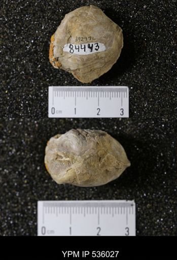 Unio holmesianus