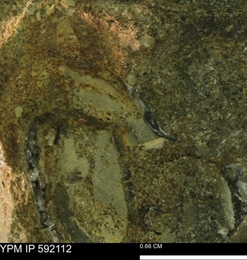 undet. Mollusca