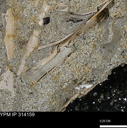 undet. Scaphopoda