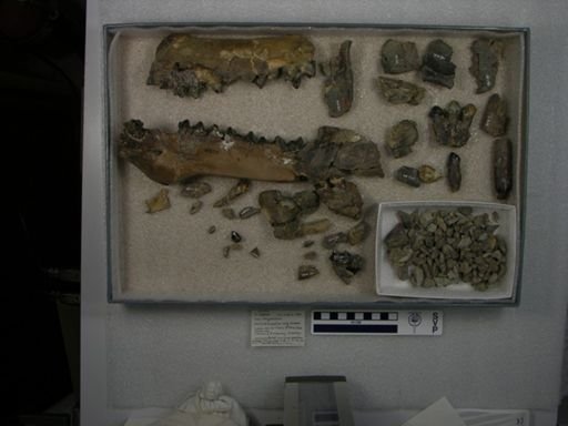 Coryphodon