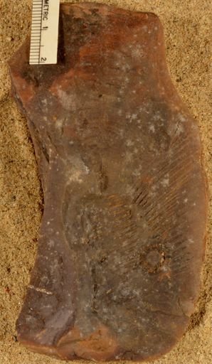 Calamites