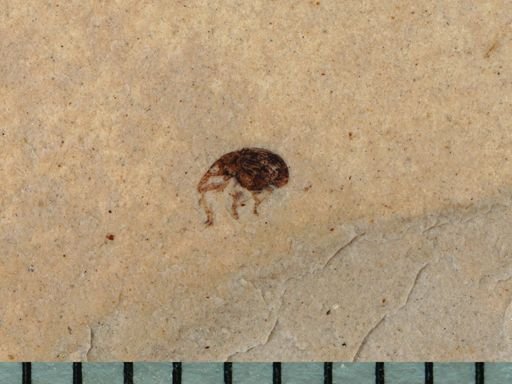 undet. Curculionidae