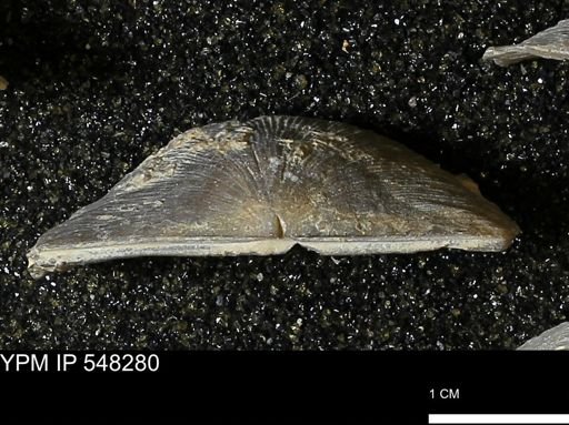 Stropheodonta sp.