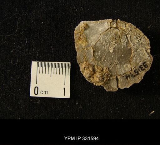 undet. Strophomenoidea