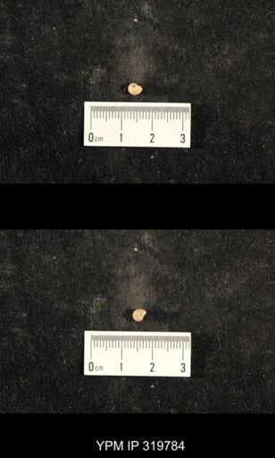 Euphemites sp.