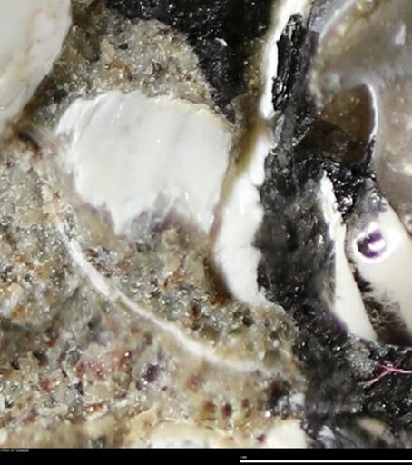 Corbulamella gregaria