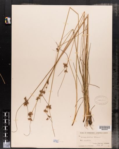 Juncus dudleyi