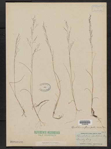 Muhlenbergia uniflora