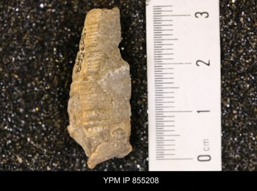 Mesalia seriatim-granulata