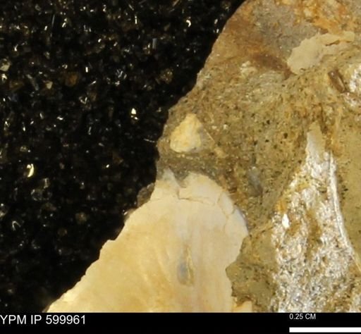 undet. Bivalvia