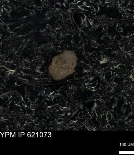 undet. Foraminiferida