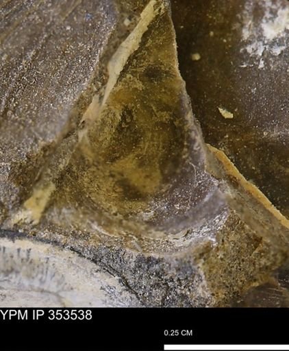 Limopsis striatopunctatus