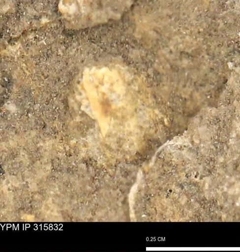 undet. Mollusca