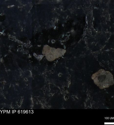 undet. Heterohelicidae