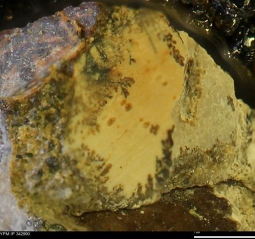undet. Mollusca