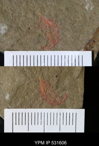 undet. Arthropoda