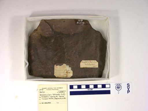Anchisauripus hitchcocki